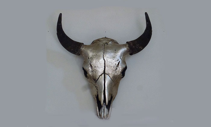 bison skull